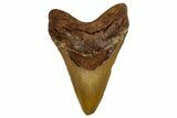 Fossil Megalodon Tooth - North Carolina #257747-1